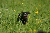 PINSCHER NAIN 087